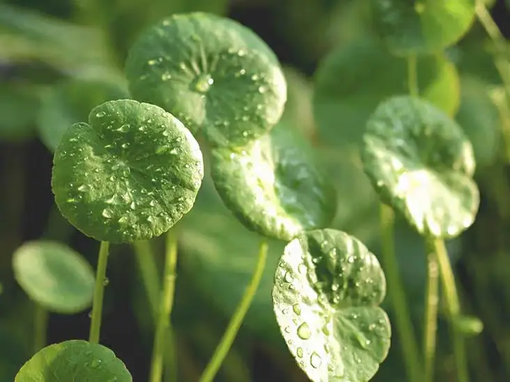 Gotu Kola (Centella Asiatica), geleneksel tıpta ve modern sağlık uygulamalarında uzun zamandır kullanılan bir bitkidir.