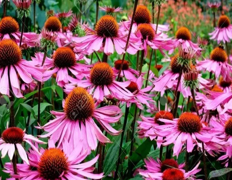 Kirpi otu (Echinacea), özellikle bağışıklık sistemini güçlendirme ve enfeksiyonlara karşı koruma sağlama özellikleri ile tanınan bir bitkidir.